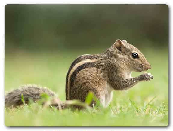  Puducherry State animal, Indian palm squirrel, Funambulus palmarum
